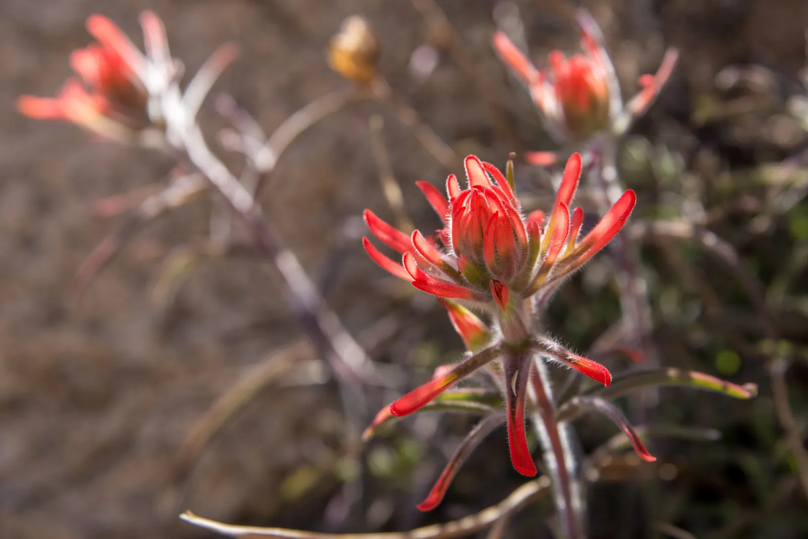 Indian Paintbrush (Castilleja Affinis) — Drought-tolerant once established, it requires minimal supplemental water