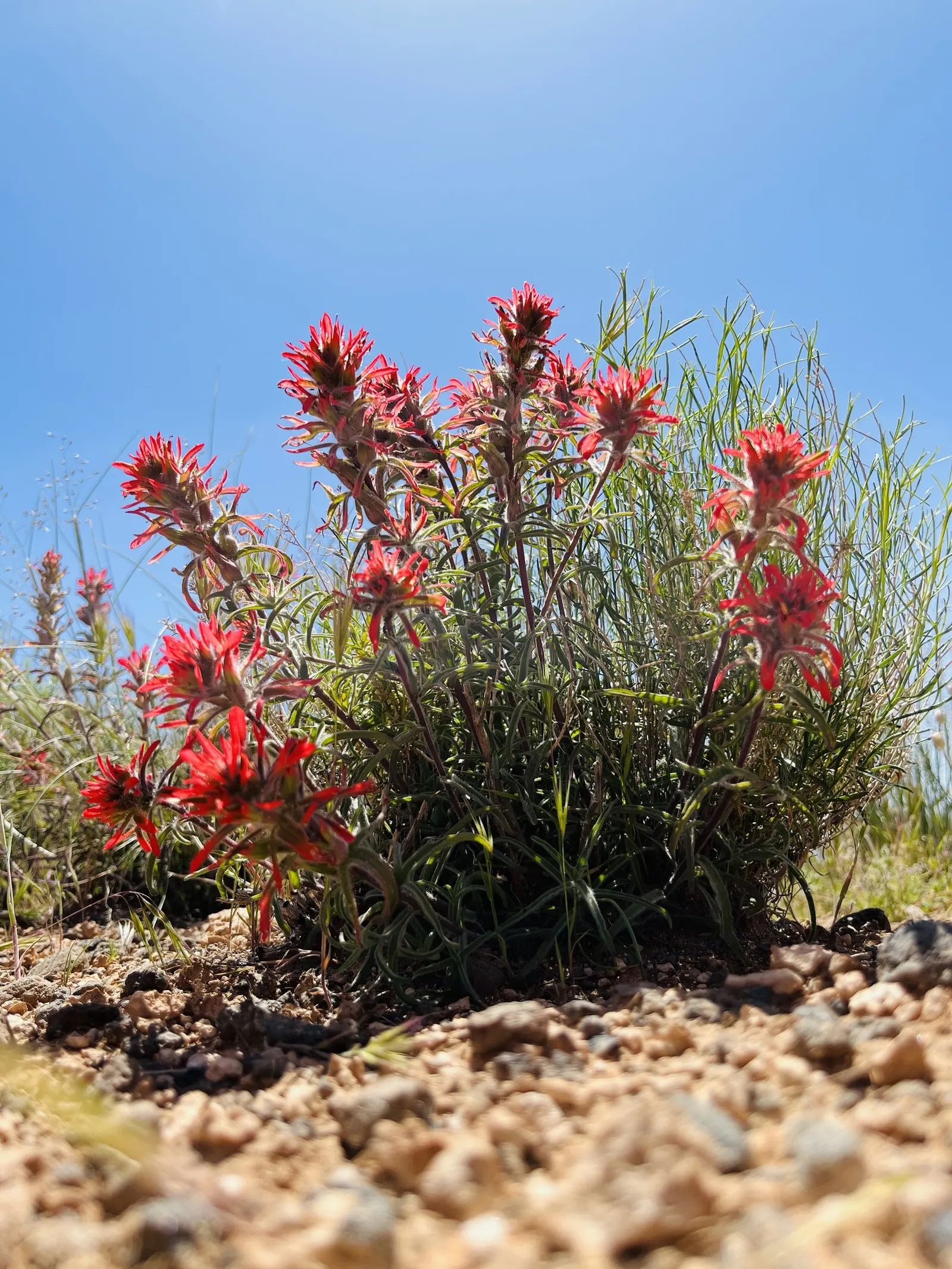 Indian Paintbrush (Castilleja Affinis) — scientifically known as Castilleja affinis