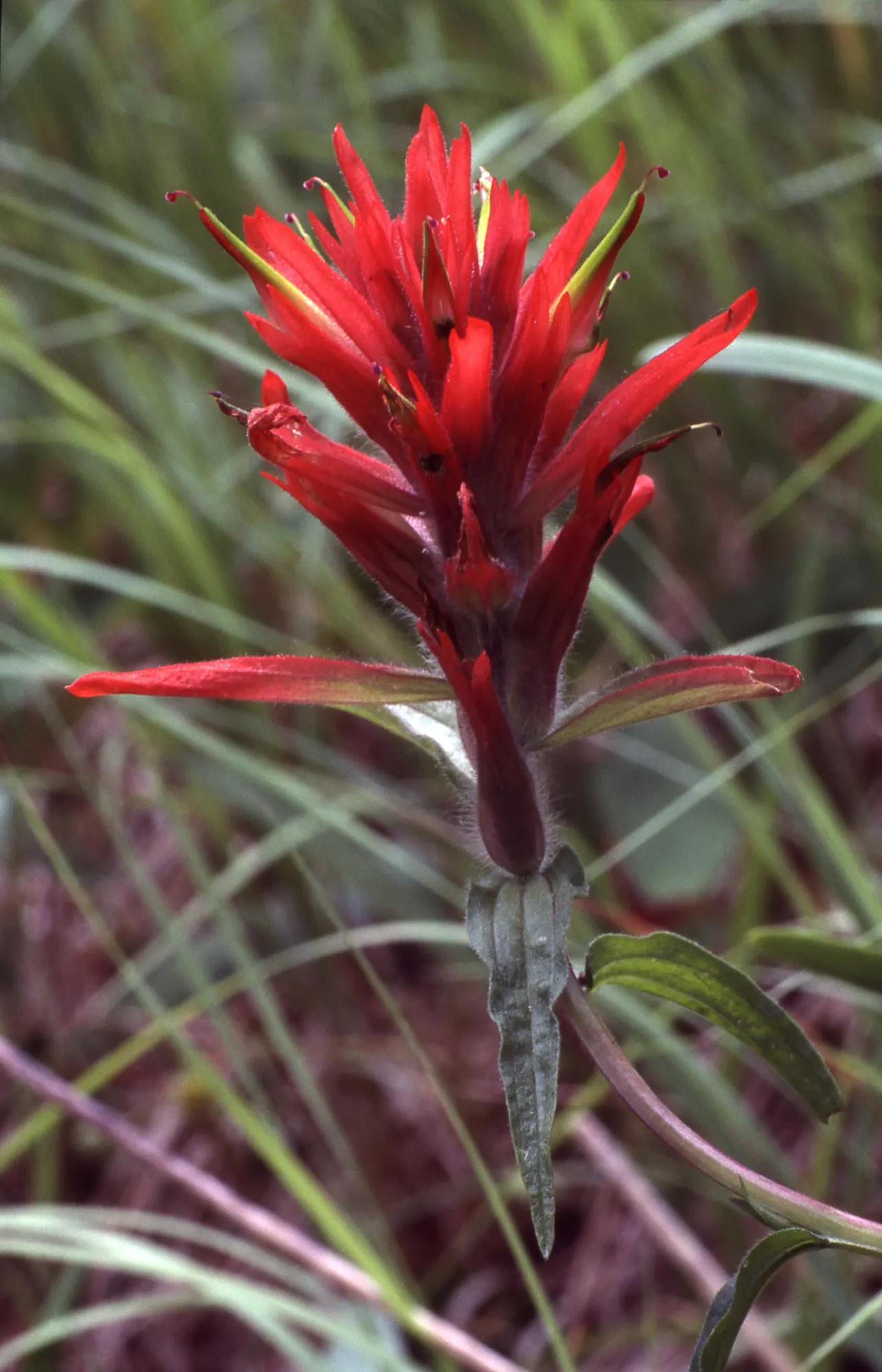 Indian Paintbrush (Castilleja Affinis) — this plant can reach a modest height of approximately 1 to 2 feet