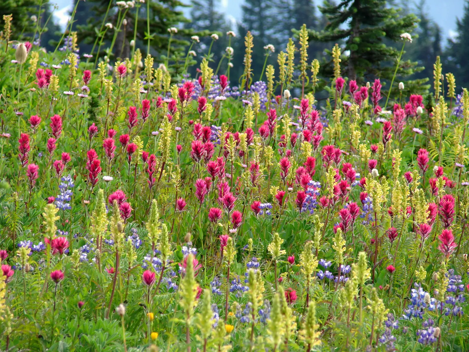 Indian Paintbrush (Castilleja Affinis) — creating the illusion of a painter\'s brush dipped in paint, image 41