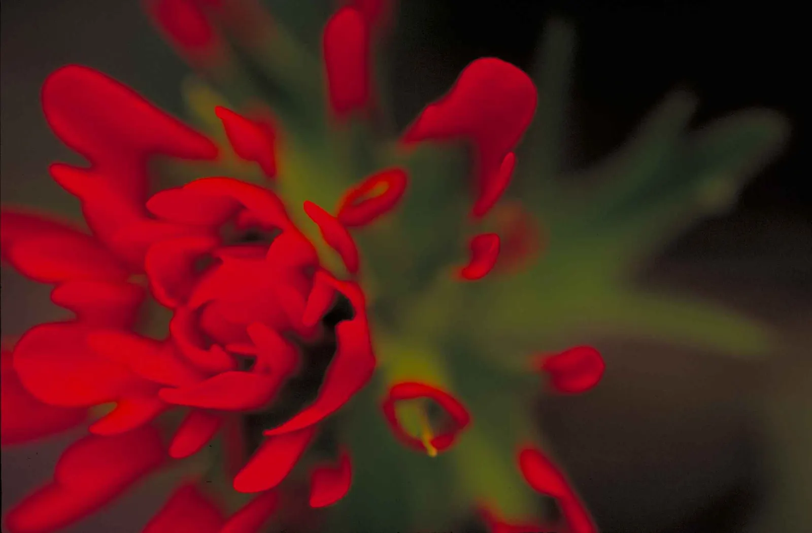 Indian Paintbrush (Castilleja Affinis) — Native to western North America, it thrives in full sun, reaching 1-2 feet in height; observed from late spring to
