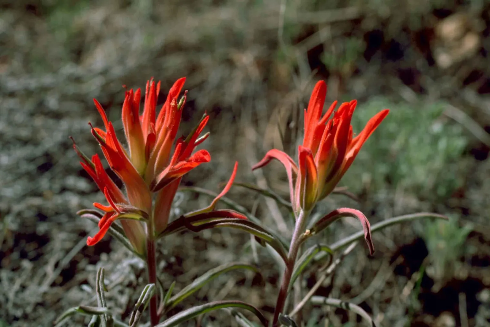 Indian Paintbrush (Castilleja Affinis) — use them in groups or as accent points among native grasses or low shrubs to achieve an eye-catching contrast