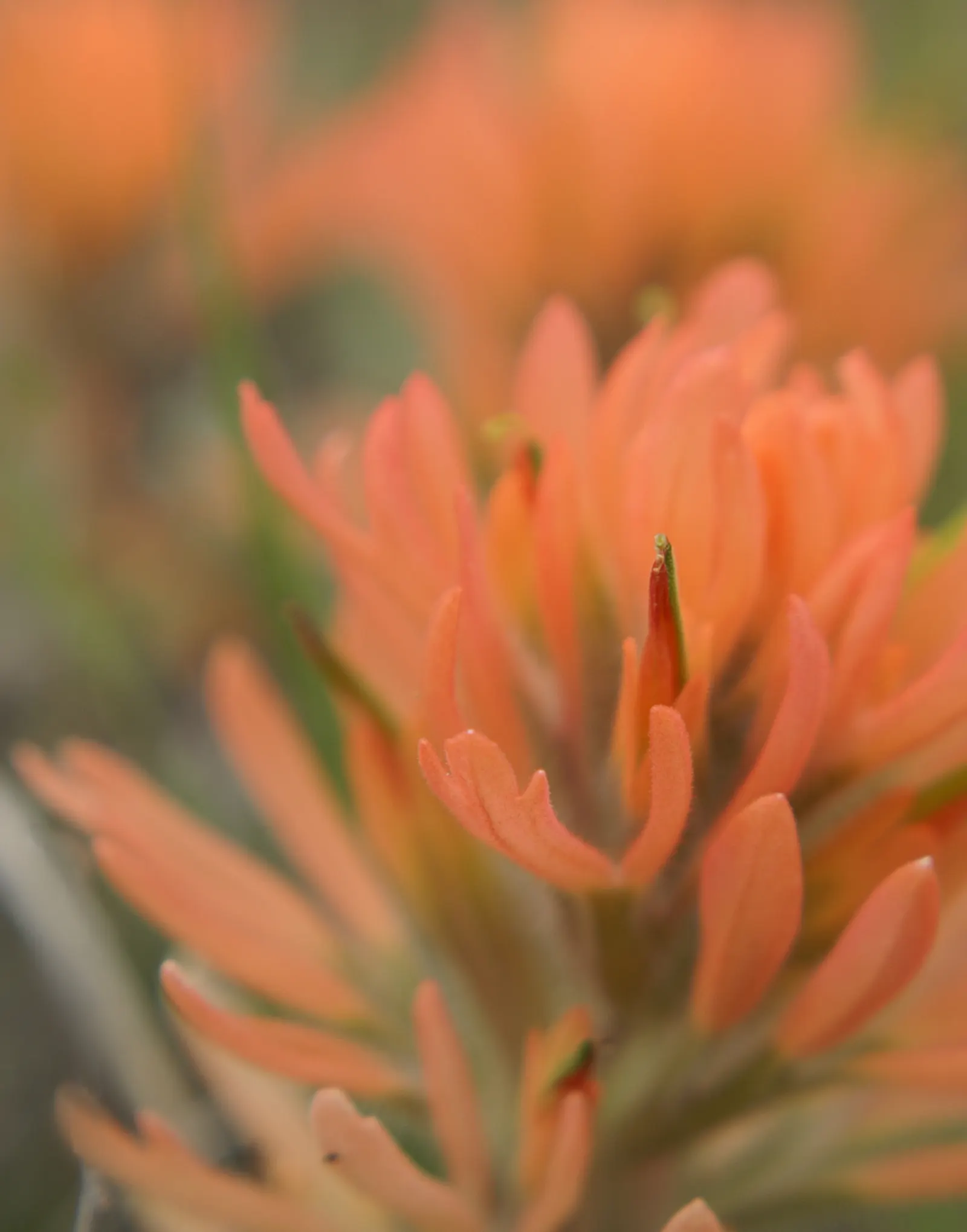 Indian Paintbrush (Castilleja Affinis) — Celebrated for its vibrant bristle-like inflorescences