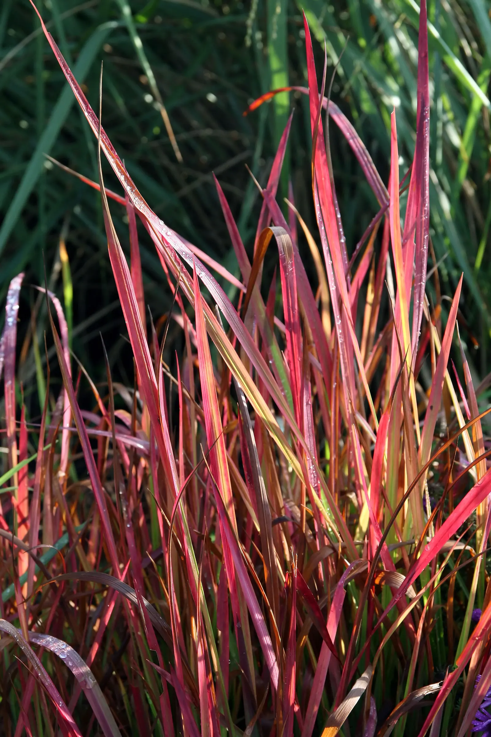 Japanese Blood Grass (Imperata Cylindrica 'Rubra') — Caution is advised, as it can become invasive; consider root barriers for control