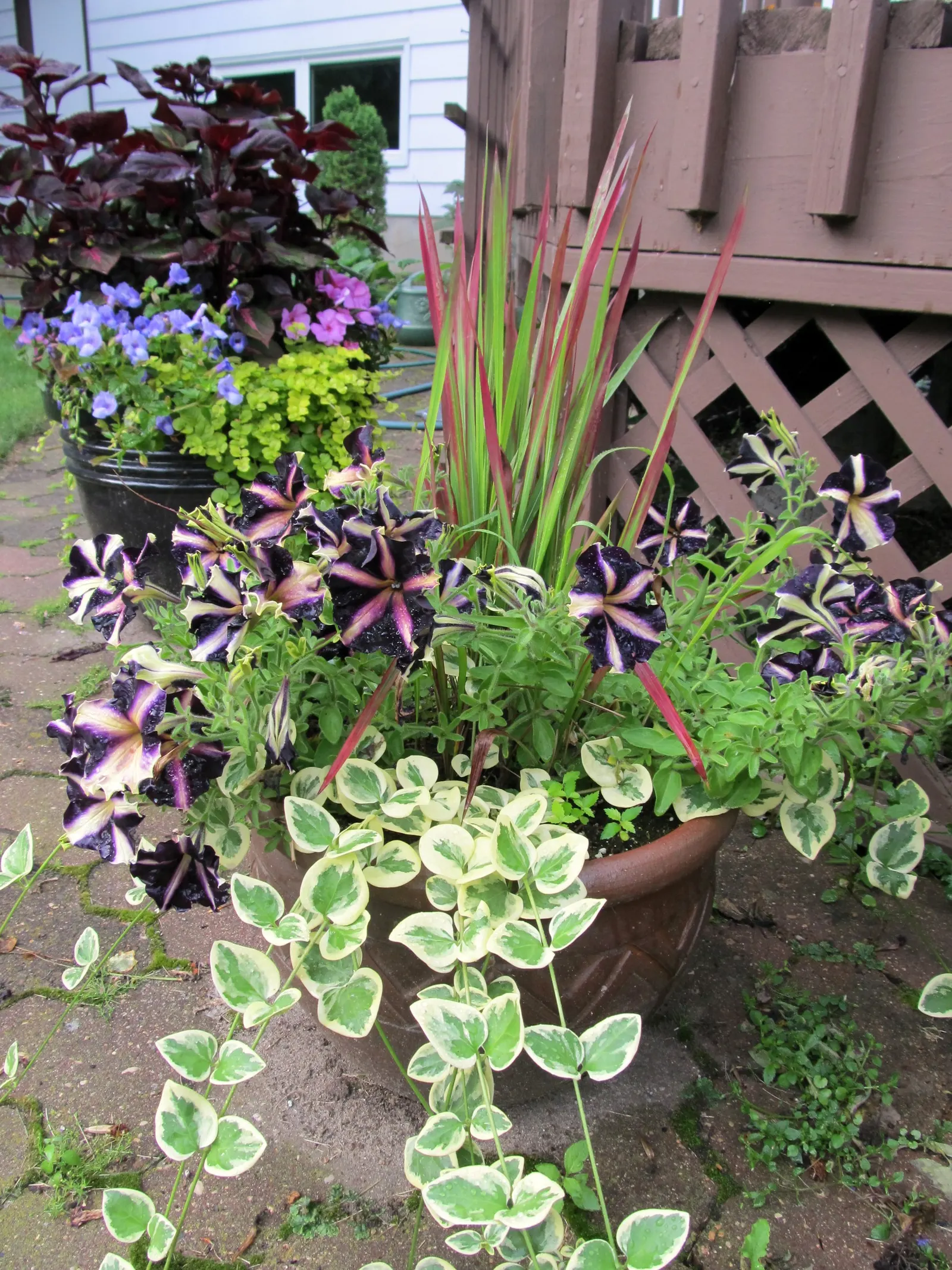 Japanese Blood Grass (Imperata Cylindrica 'Rubra') — reaching a height of approximately 16 to 20 inches and a spread of 12 to 18 inches at maturity