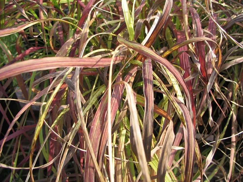 Japanese Blood Grass (Imperata Cylindrica 'Rubra') — This perennial grass thrives in full sun to partial shade and prefers moist soils