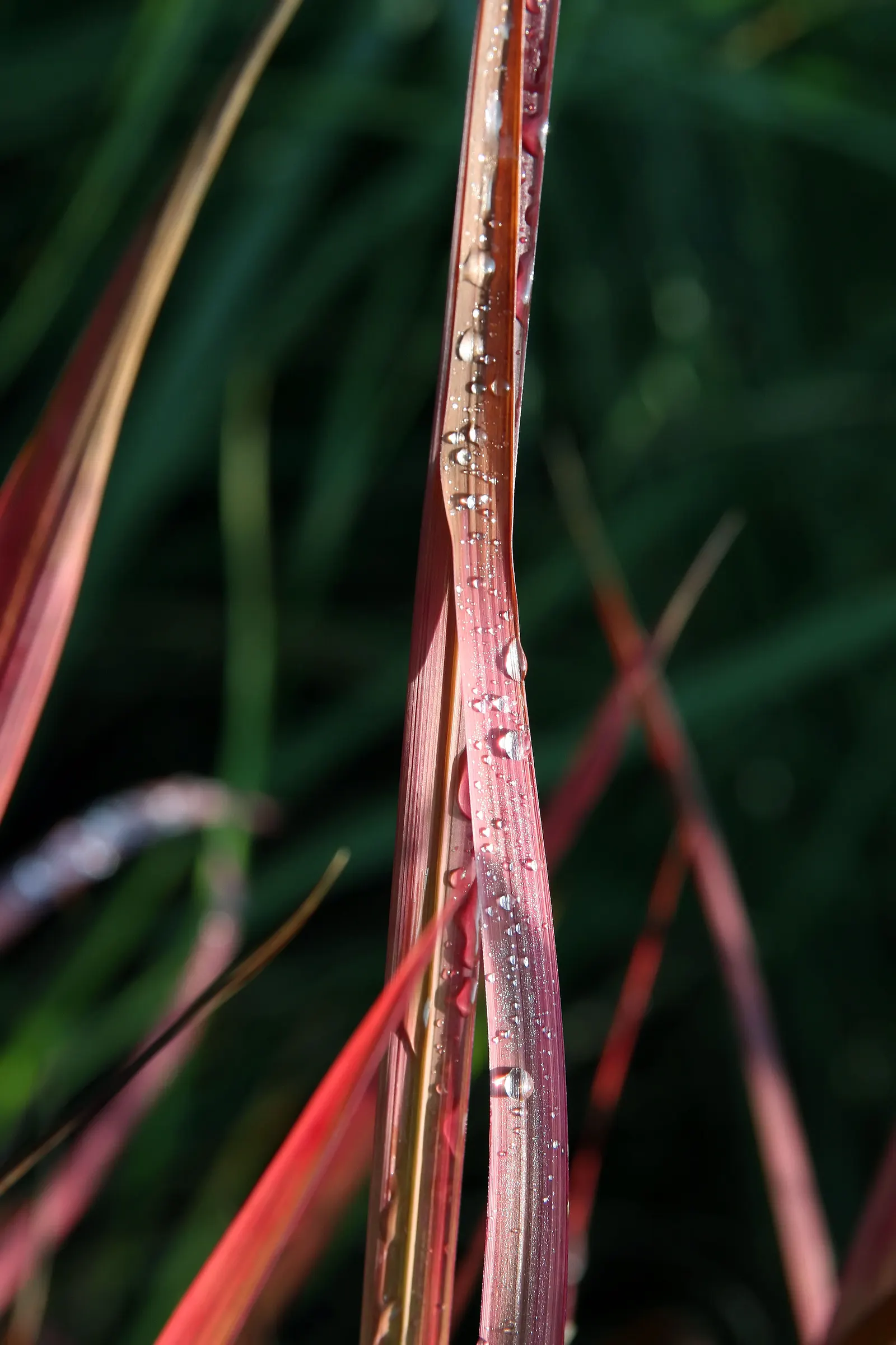 Japanese Blood Grass (Imperata Cylindrica 'Rubra') — is an ornamental grass known for its striking appearance and ease of maintenance