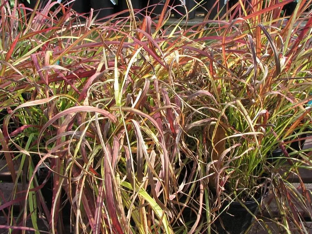 Japanese Blood Grass (Imperata Cylindrica 'Rubra') — Maturing at 1.5 to 2 feet tall and 1 foot wide, it offers striking color contrast in mixed plantings