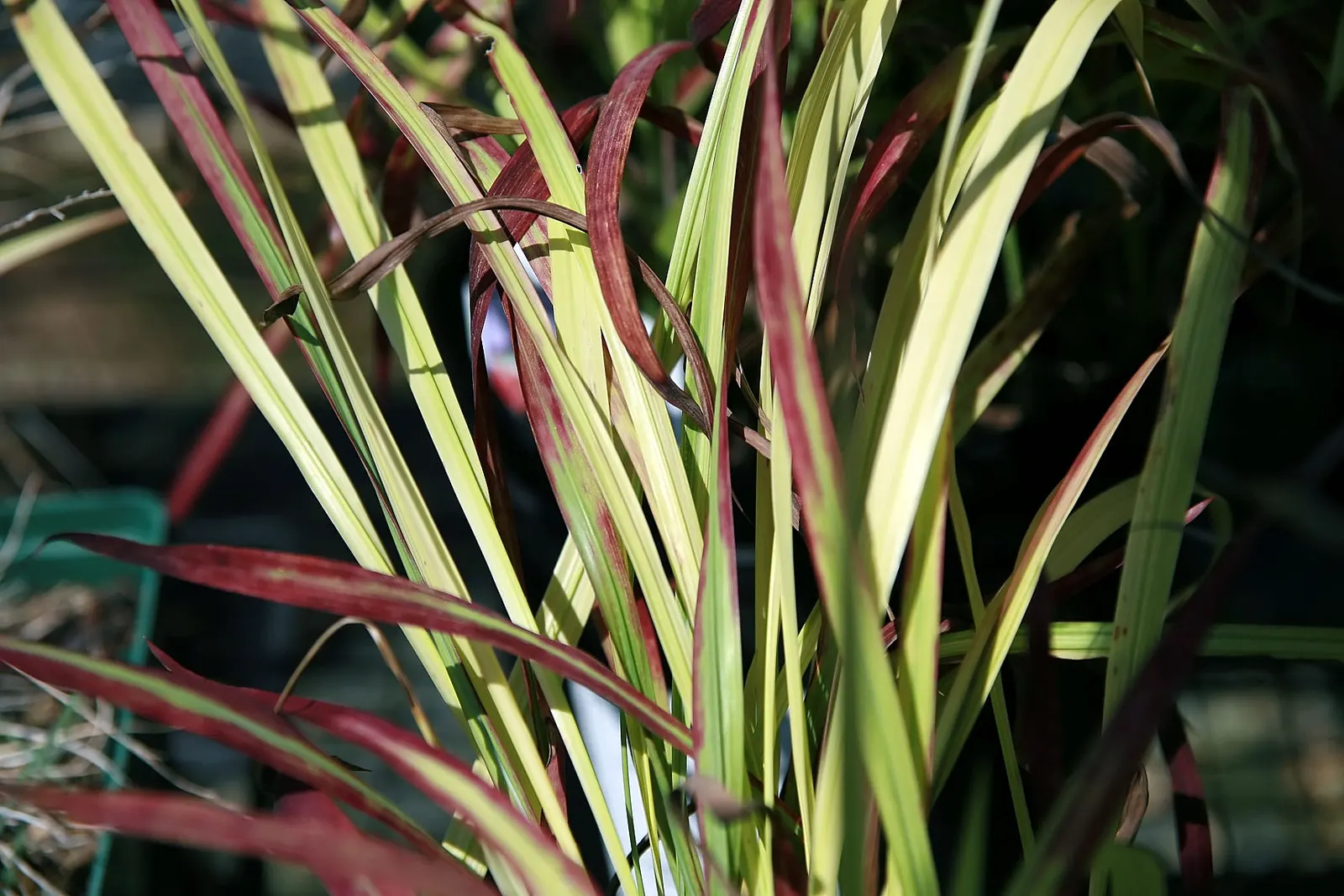 Japanese Blood Grass (Imperata Cylindrica 'Rubra') — exhibits vibrant red-tipped blades