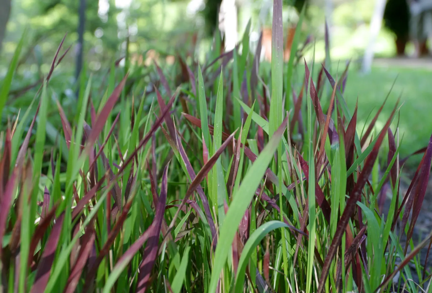 Japanese Blood Grass (Imperata Cylindrica 'Rubra') — During the growing season