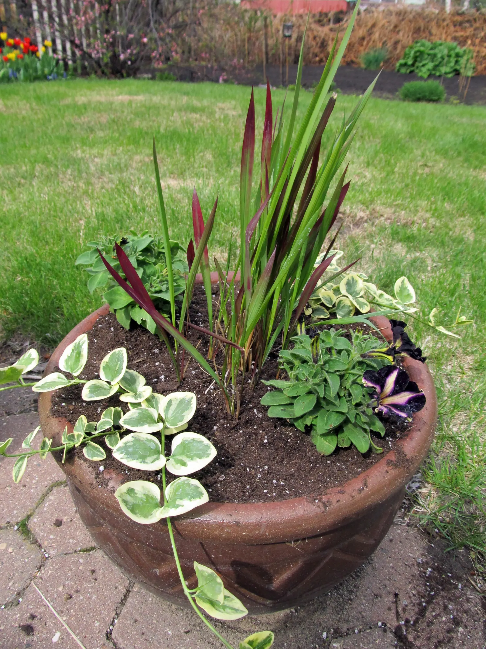 Japanese Blood Grass (Imperata Cylindrica 'Rubra') — making it a perfect accent for any landscape design