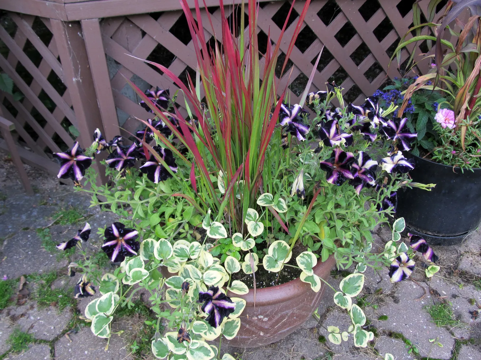 Japanese Blood Grass (Imperata Cylindrica 'Rubra') — This perennial grass grows in an upright