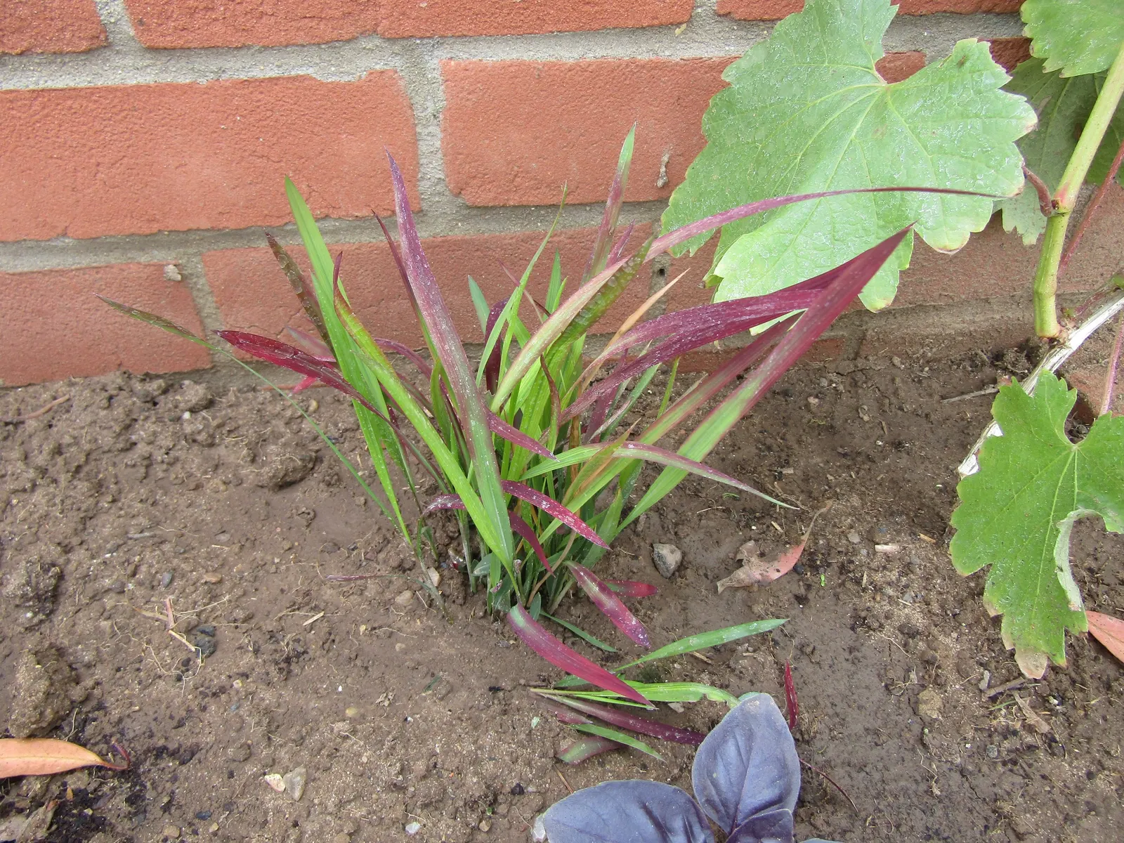 Japanese Blood Grass (Imperata Cylindrica 'Rubra') — which deepen to a fiery hue in autumn