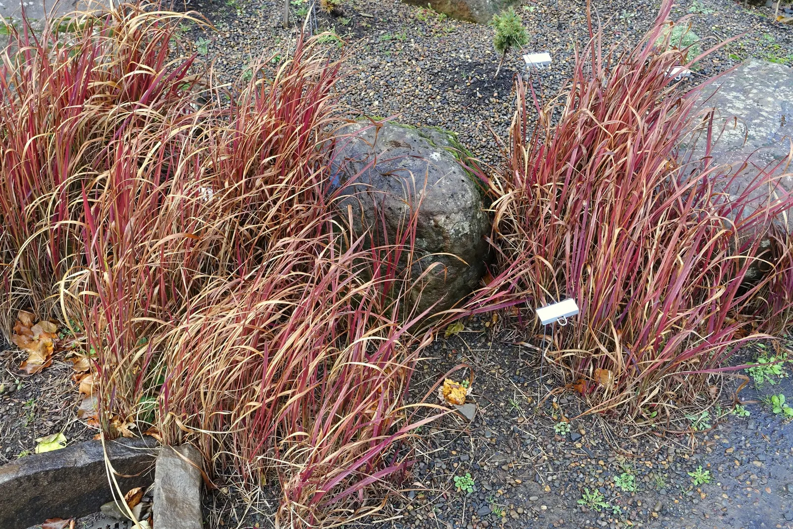 Japanese Blood Grass (Imperata Cylindrica 'Rubra') — slender blades emerge in a bright