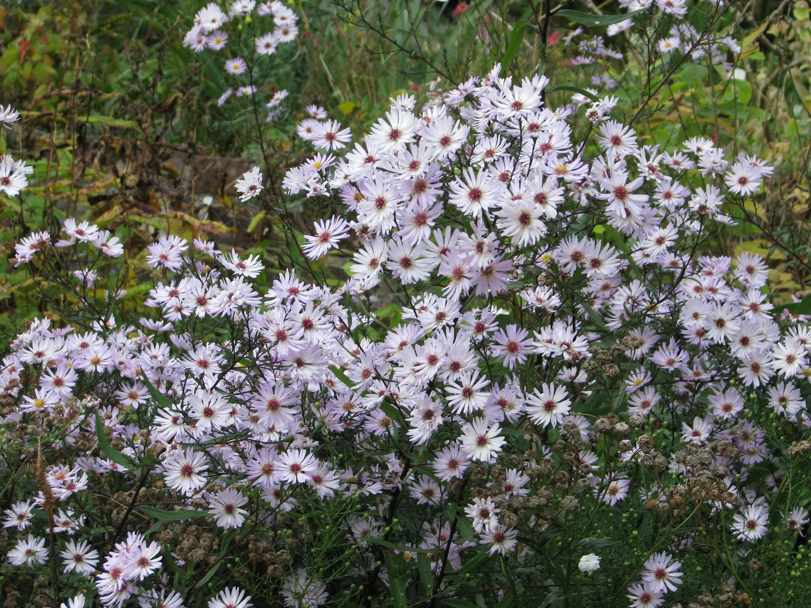 Aster Hybrids (Aster Species) — each with a distinctive yellow center; you'll provide clients with a low-maintenance