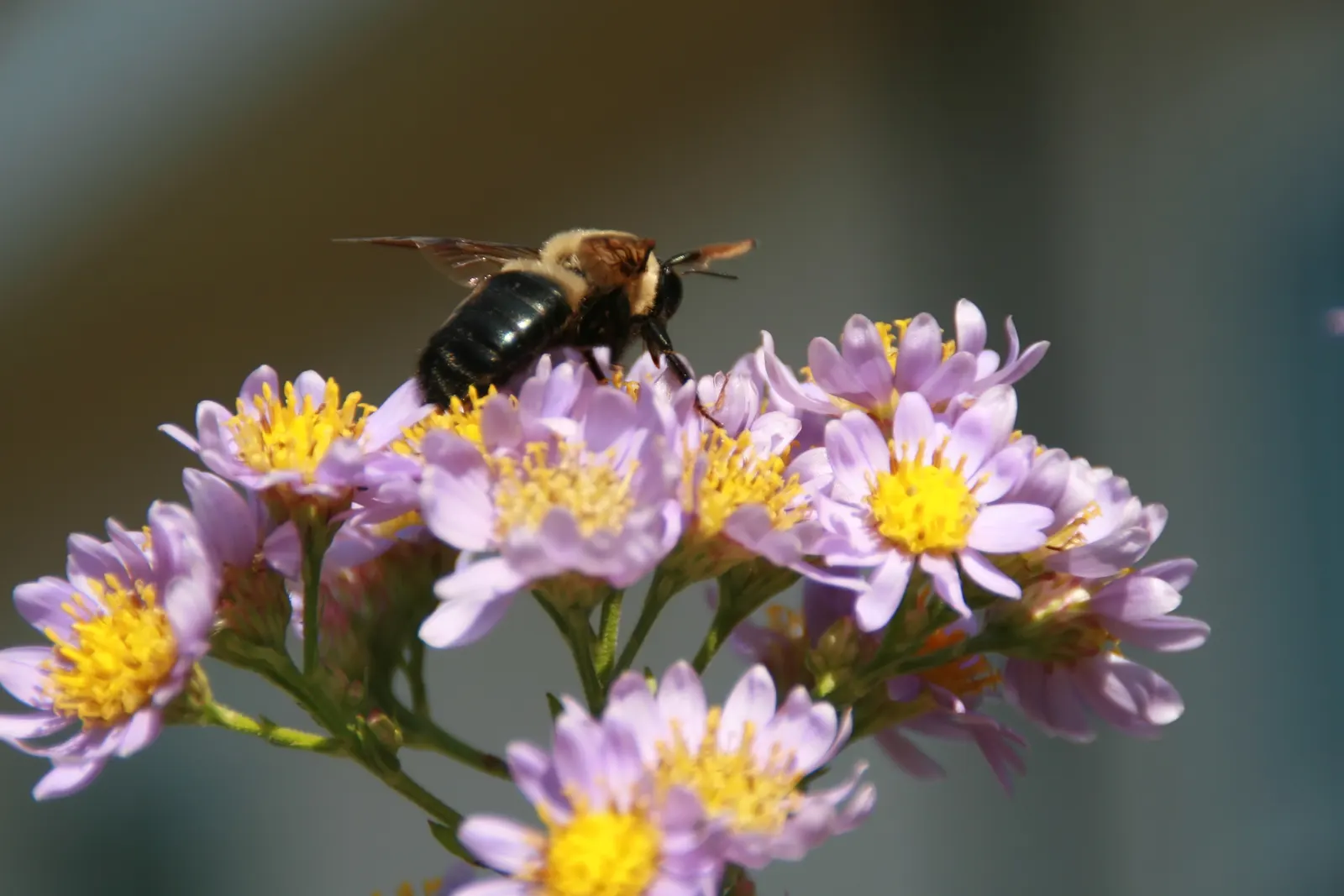 Aster Hybrids (Aster Species) — typically measuring from 1 to 2 inches in diameter