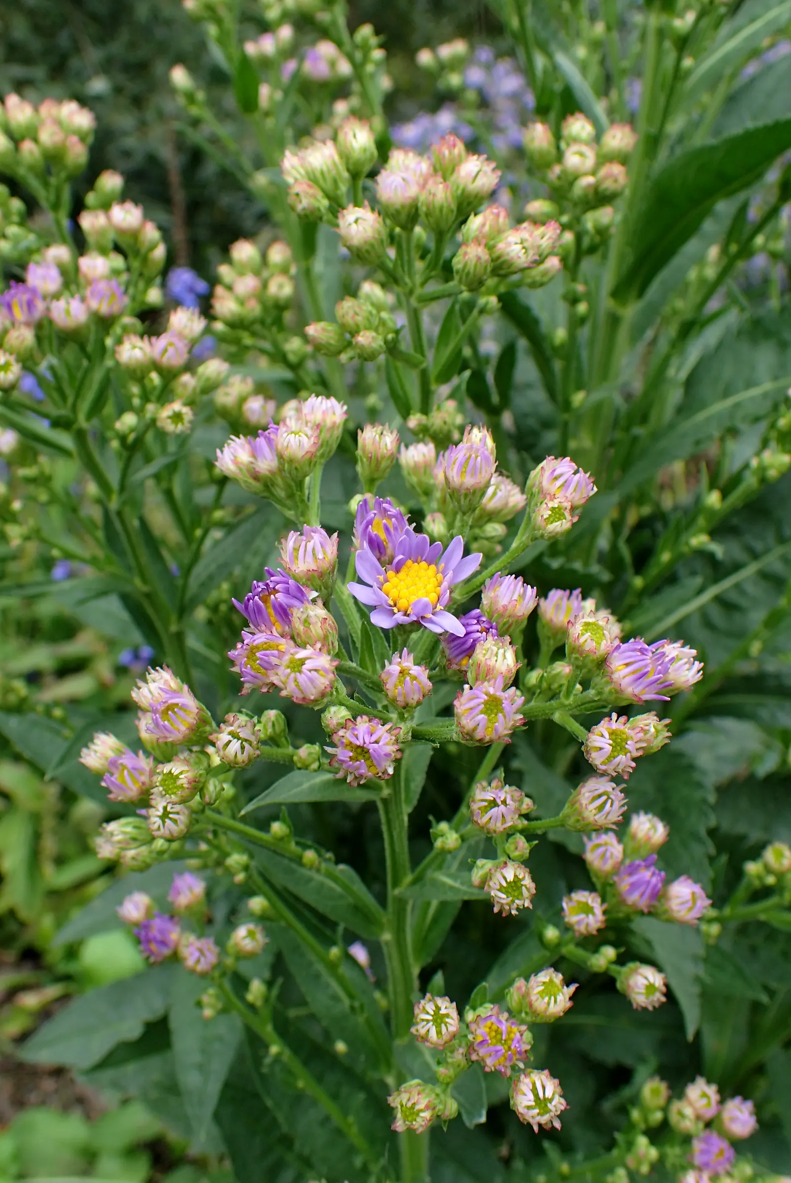 Aster Hybrids (Aster Species) — commonly referred to as Asters