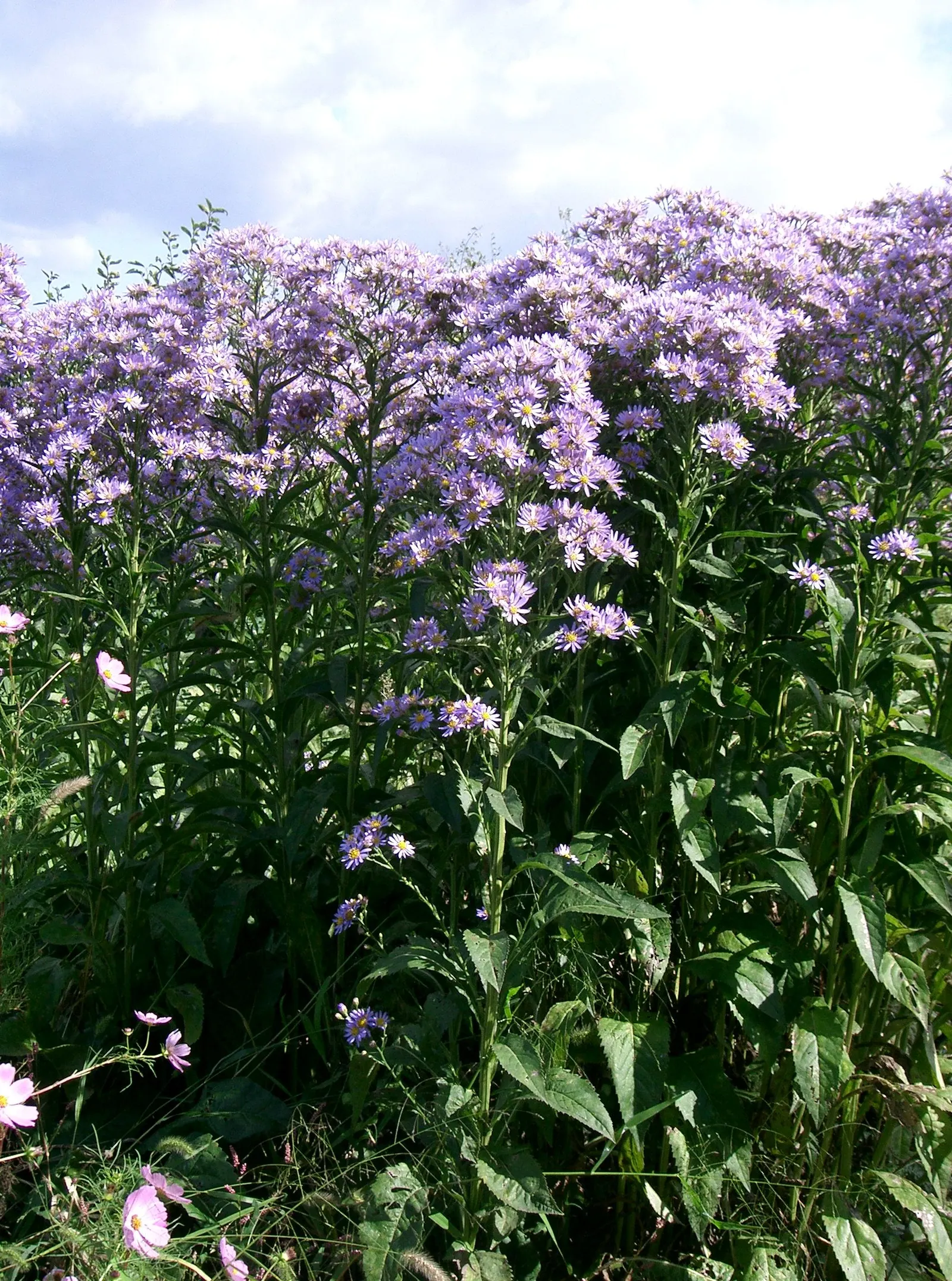 Aster Hybrids (Aster Species) — you'll provide clients with a low-maintenance; asters are ideal for mixed borders, wildflower gardens, and as a complement to