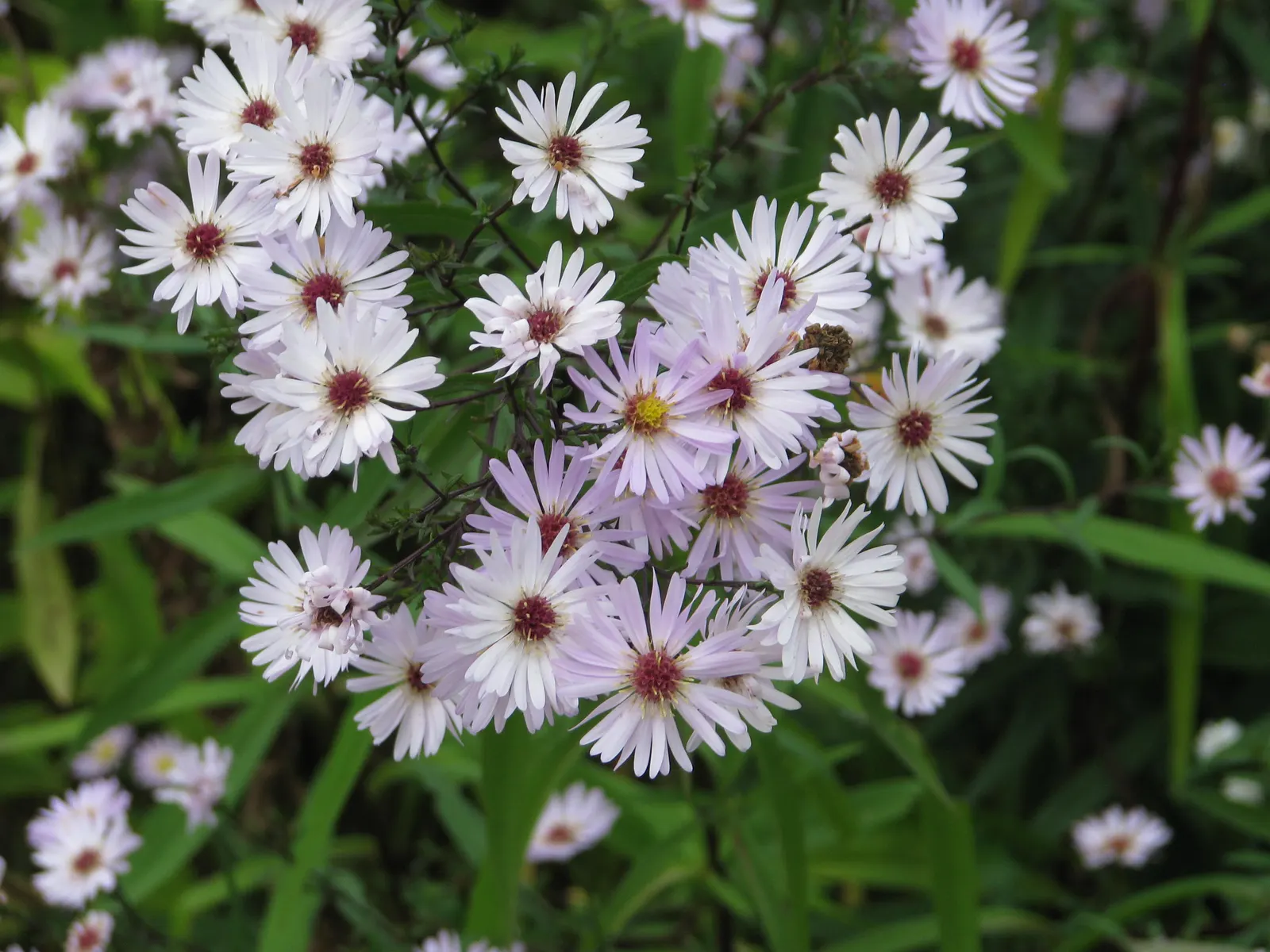 Aster Hybrids (Aster Species) — and can flourish in USDA hardiness zones 4 through 8; which minimizes the risk of powdery mildew