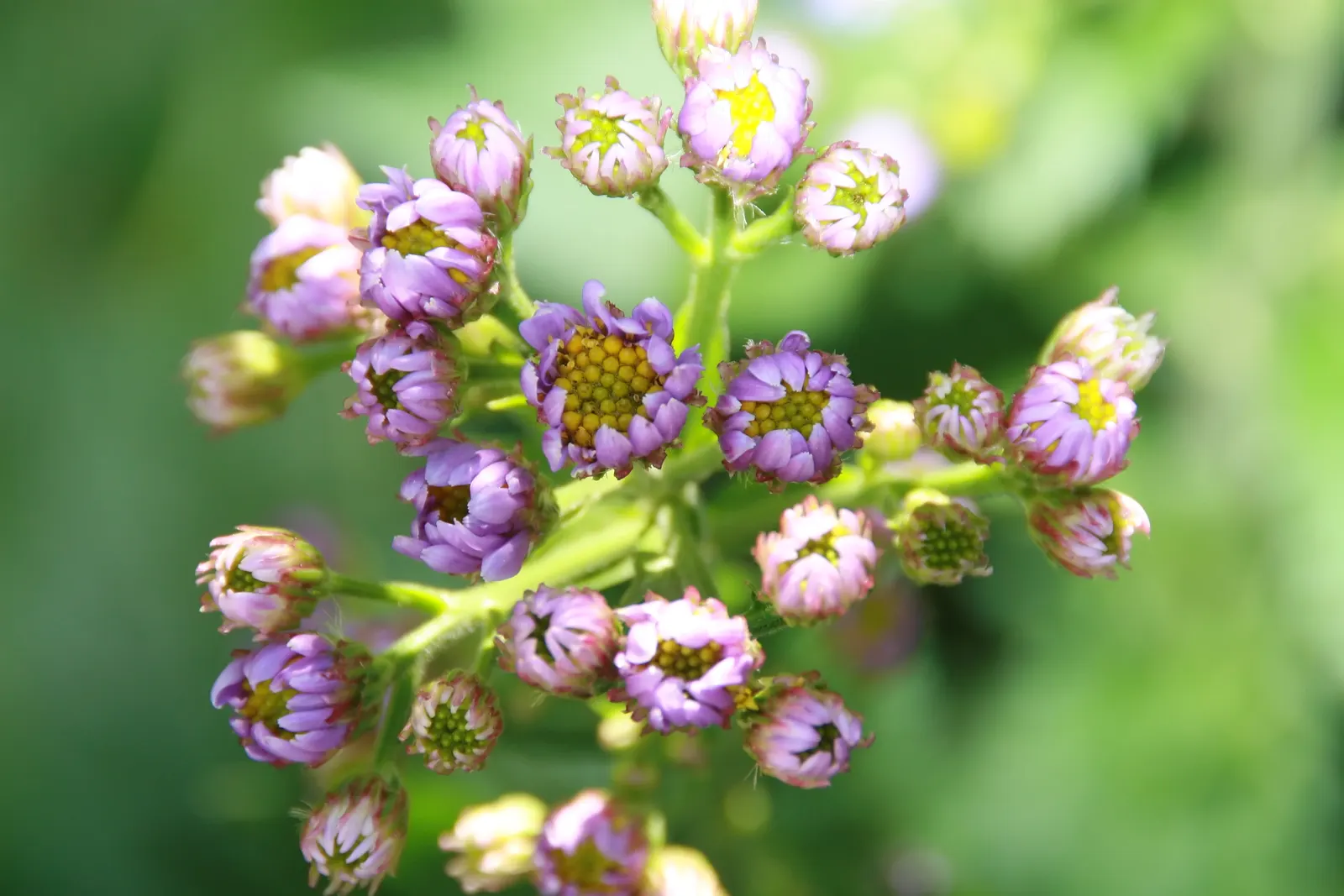 Aster Hybrids (Aster Species) — perennial for full; long-lasting display that punctuates the fading summer garden with a finale of vibrant colors, image 78