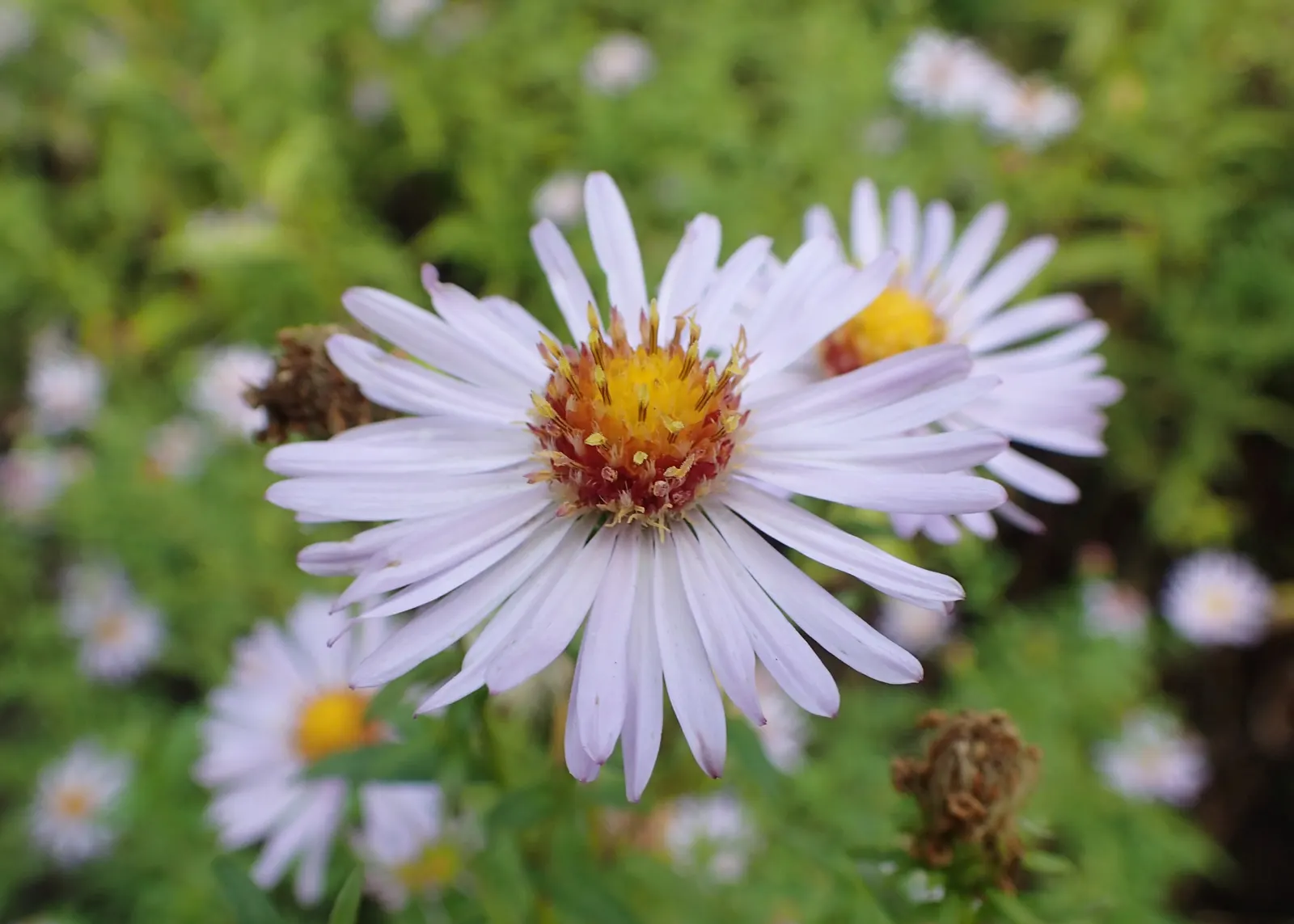 Aster Hybrids (Aster Species) — they attract butterflies and support pollinators; typically measuring from 1 to 2 inches in diameter, image 58