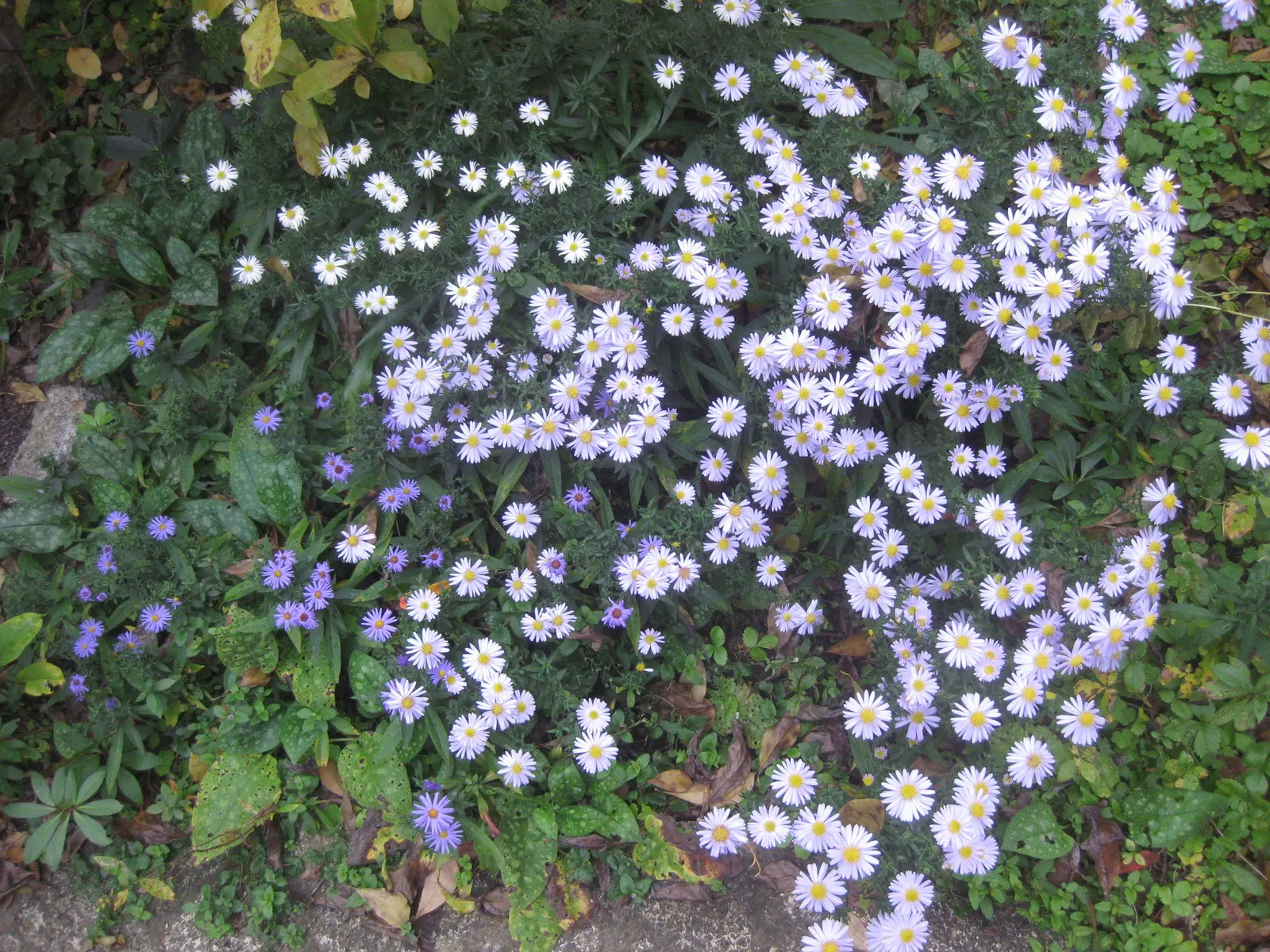 Aster Hybrids (Aster Species) — generally resistant to drought once established
