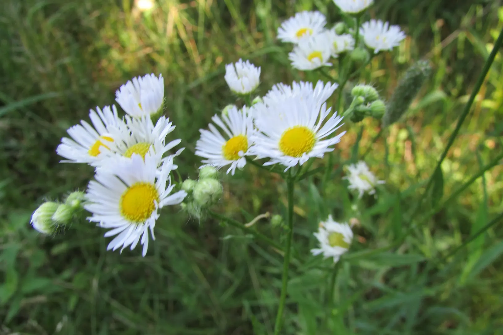 Aster Hybrids (Aster Species) — Aster hybrids (Aster spp.) are vibrant perennials that enliven gardens from summer through fall