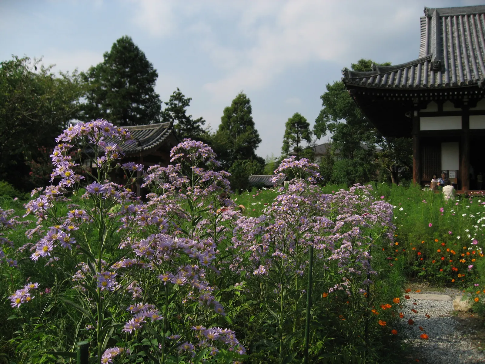 Aster Hybrids (Aster Species) — Asters thrive in full sun to part shade and adapt to various soil conditions