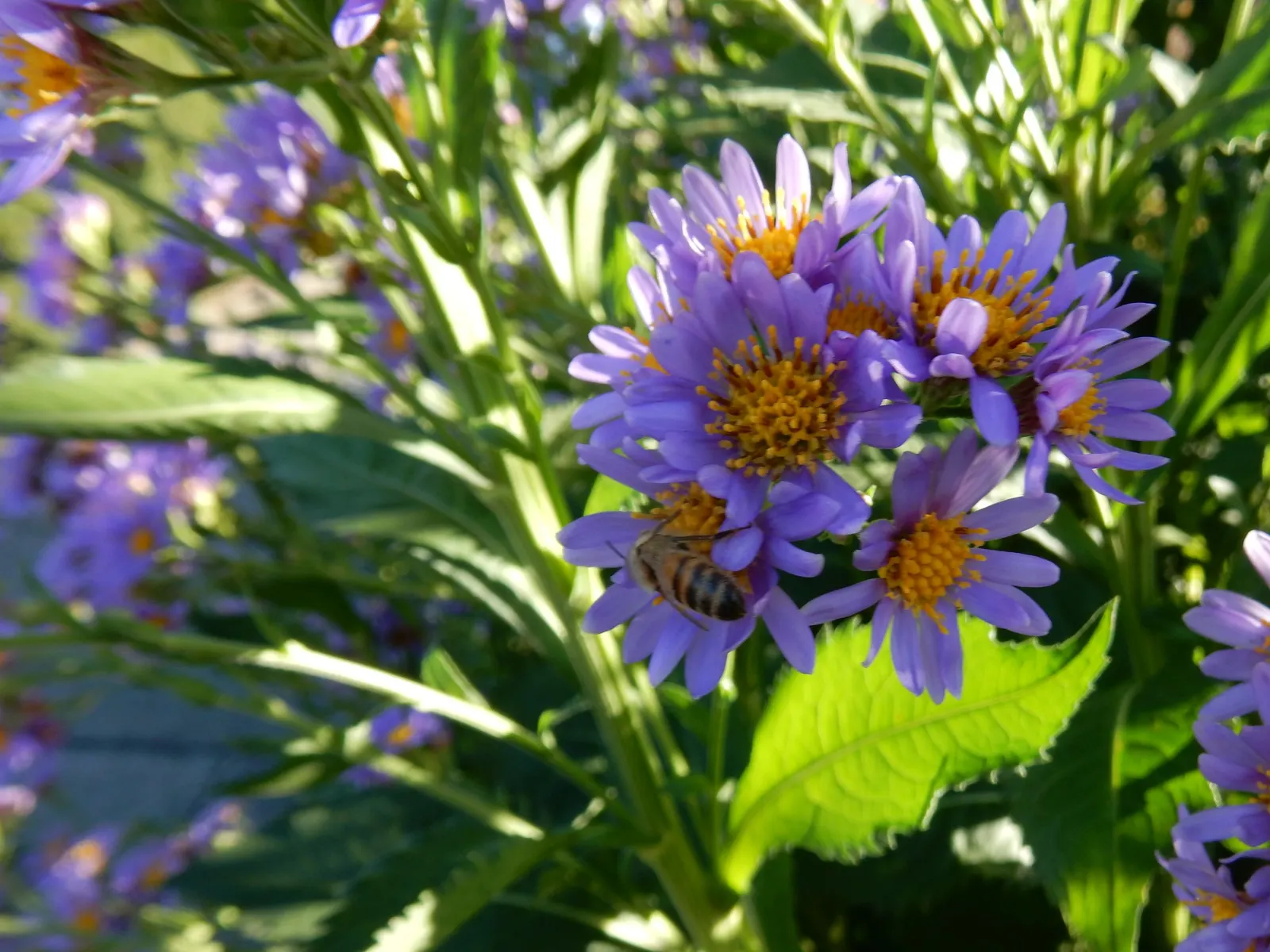 Aster Hybrids (Aster Species) — you'll provide clients with a low-maintenance