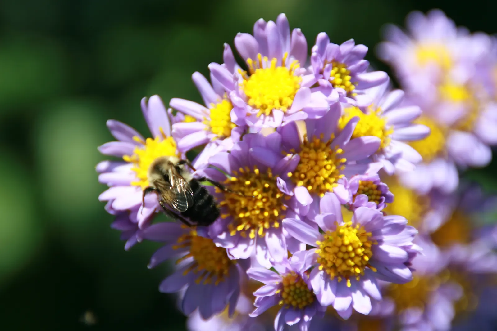 Aster Hybrids (Aster Species) — typically measuring from 1 to 2 inches in diameter; asters come in a range of hues such as purple