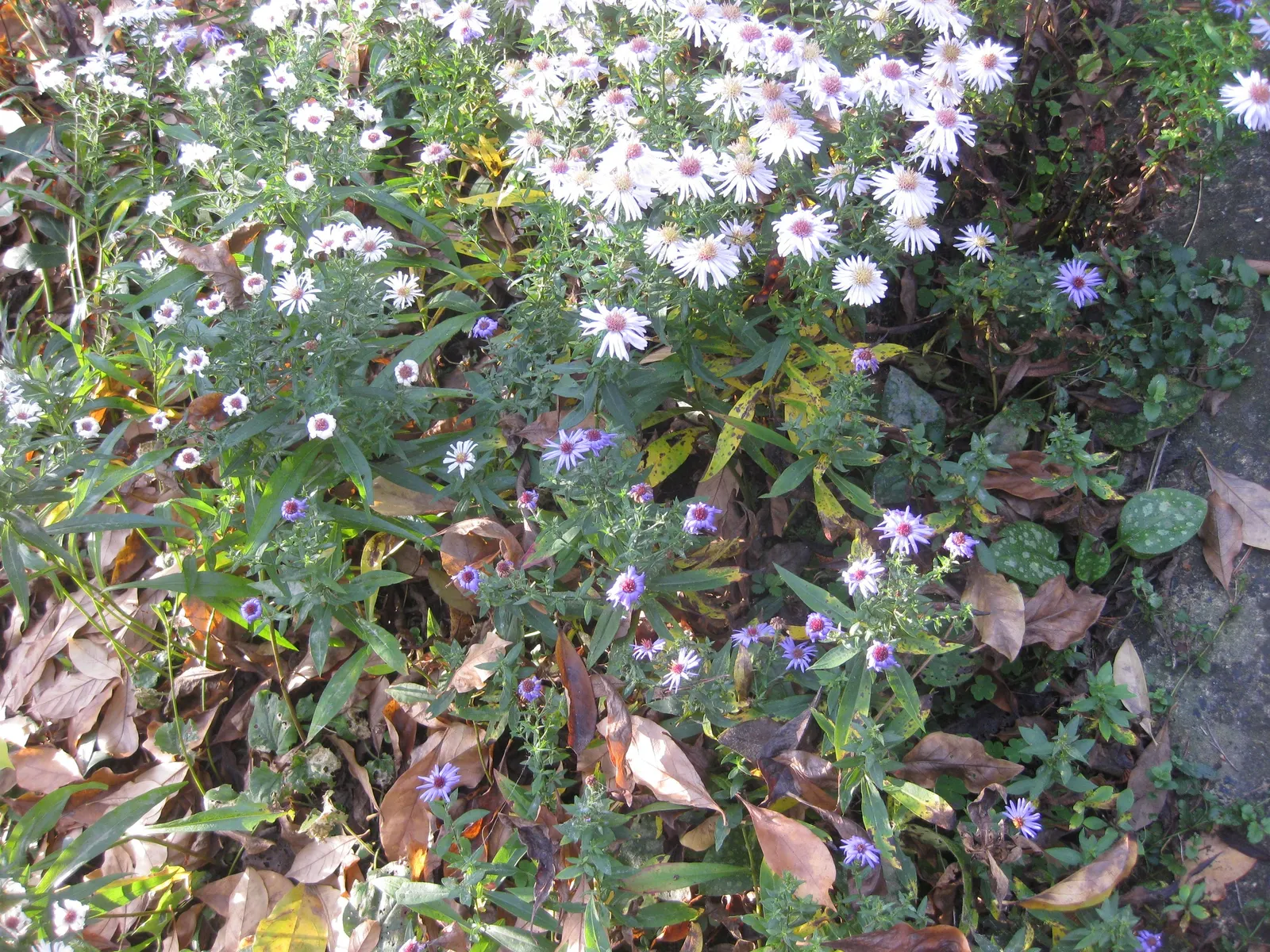 Aster Hybrids (Aster Species) — Asters come in a range of hues such as purple