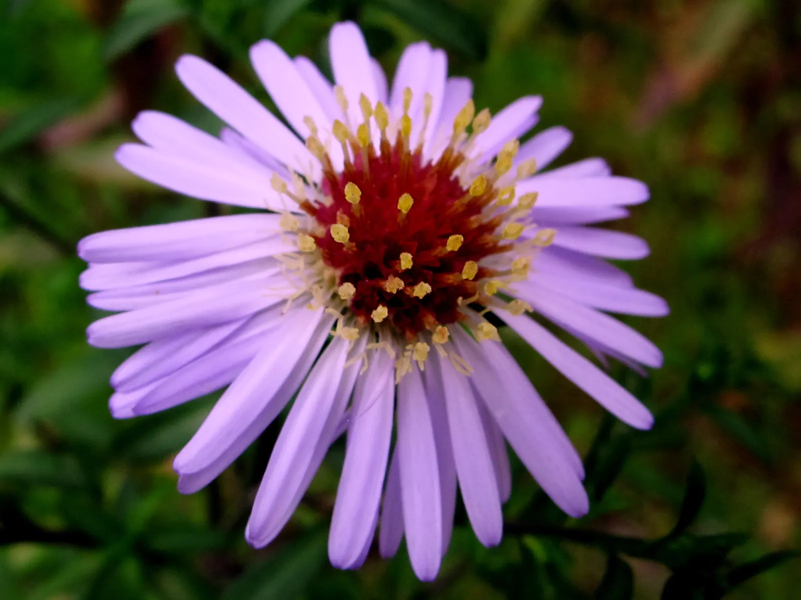 Aster Hybrids (Aster Species) — which minimizes the risk of powdery mildew; perennial for full, image 71