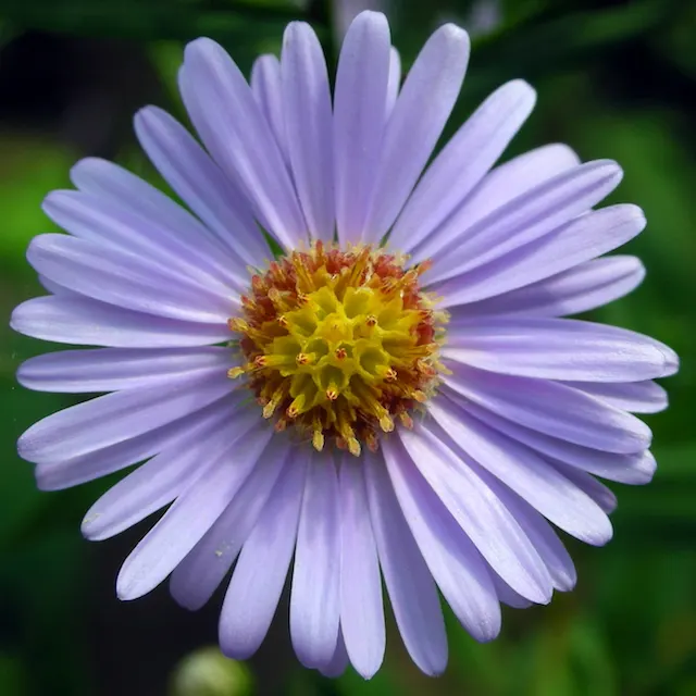 Aster Hybrids (Aster Species) — They prefer well-drained soil and thrive in full sun to partial shade