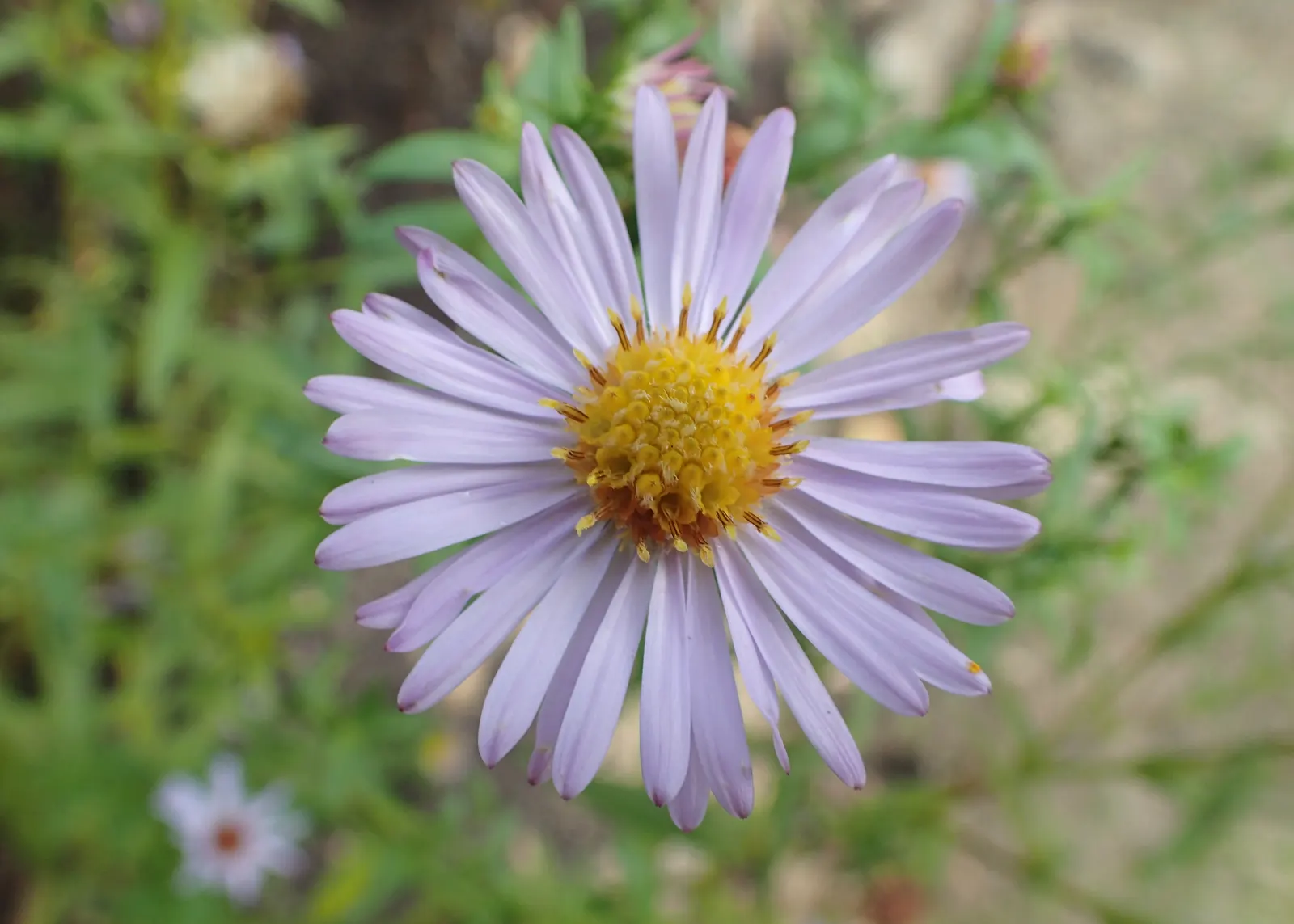 Aster Hybrids (Aster Species) — Asters come in a range of hues such as purple; they prefer well-drained soil and thrive in full sun to partial shade, image 62