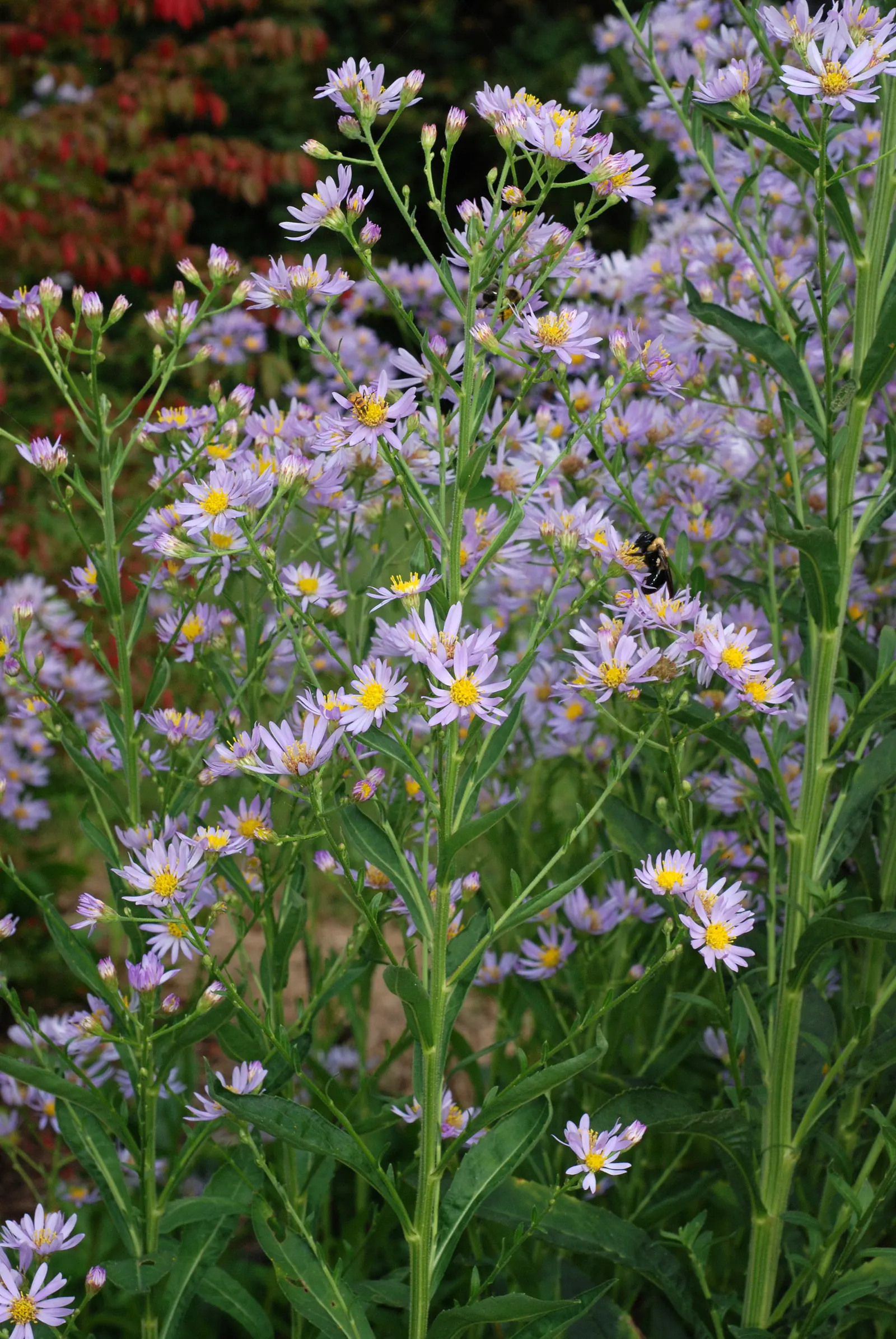 Aster Hybrids (Aster Species) — They prefer well-drained soil and thrive in full sun to partial shade; blue and lavender and multi-colored and purple and