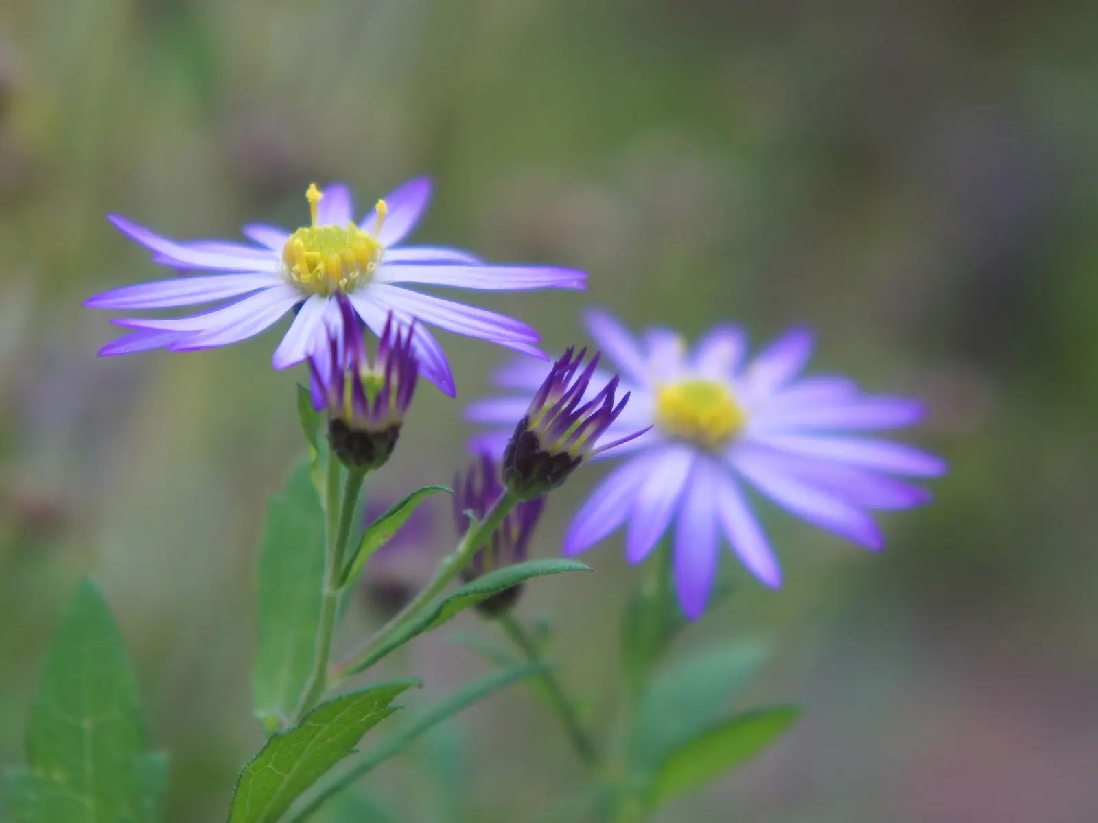 Aster Hybrids (Aster Species) — perennial with blue and lavender and multi-colored and purple and violet and white and yellow blooms; requiring at, image 77