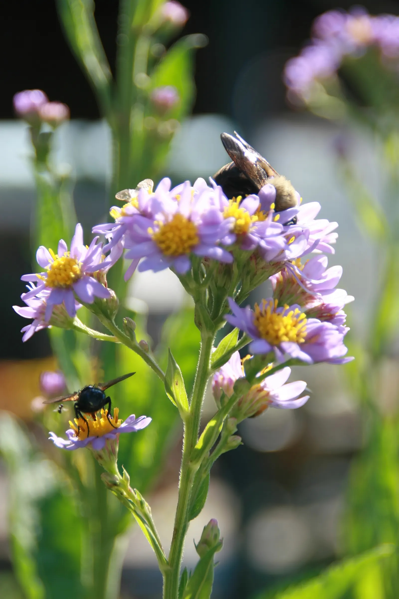 Aster Hybrids (Aster Species) — Typically ranging from 1 to 6 feet in height and 1 to 4 feet in spread; they attract butterflies and support, image 57