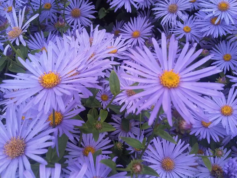 Aster Hybrids (Aster Species) — generally resistant to drought once established; the blooms can vary in size, image 69