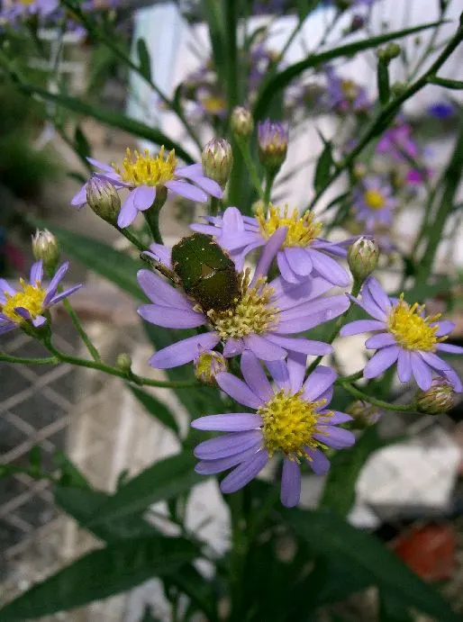 Aster Hybrids (Aster Species) — commonly referred to as Asters; deadheading spent flowers will encourage further blooming and can extend the flowering period