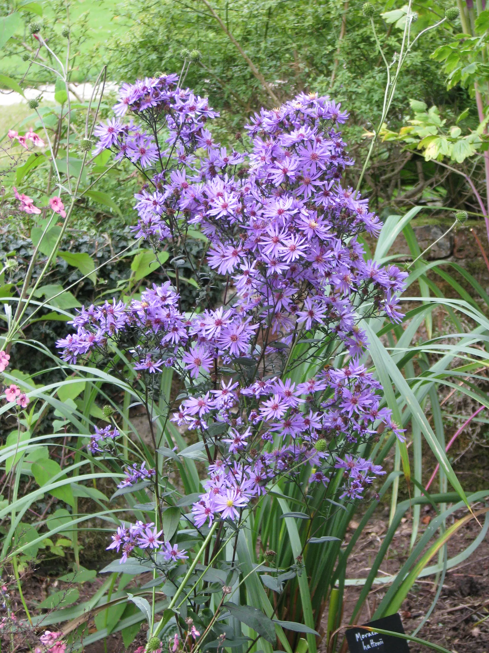 Aster Hybrids (Aster Species) — Asters thrive in full sun to part shade and adapt to various soil conditions; perennial with blue and lavender and, image 56