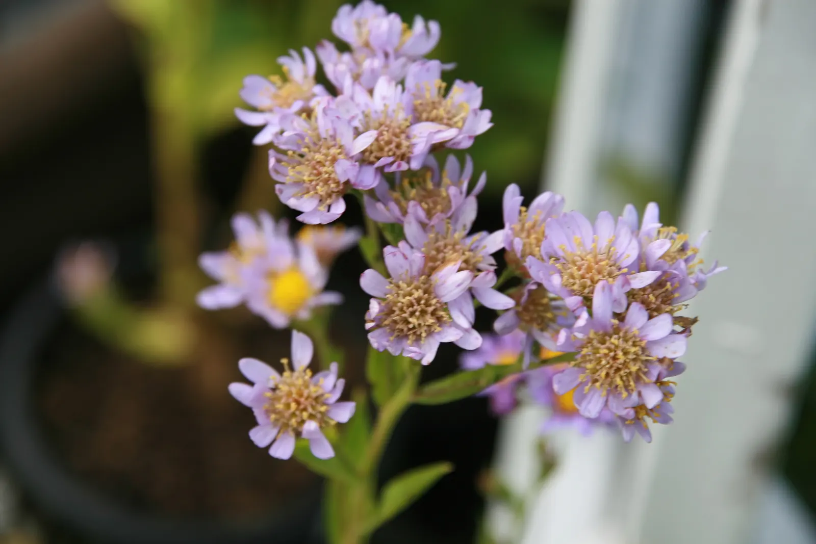 Aster Hybrids (Aster Species) — Known for their daisy-like flowers; are a vibrant group of flowering perennials that bring a burst of color to the, image 61