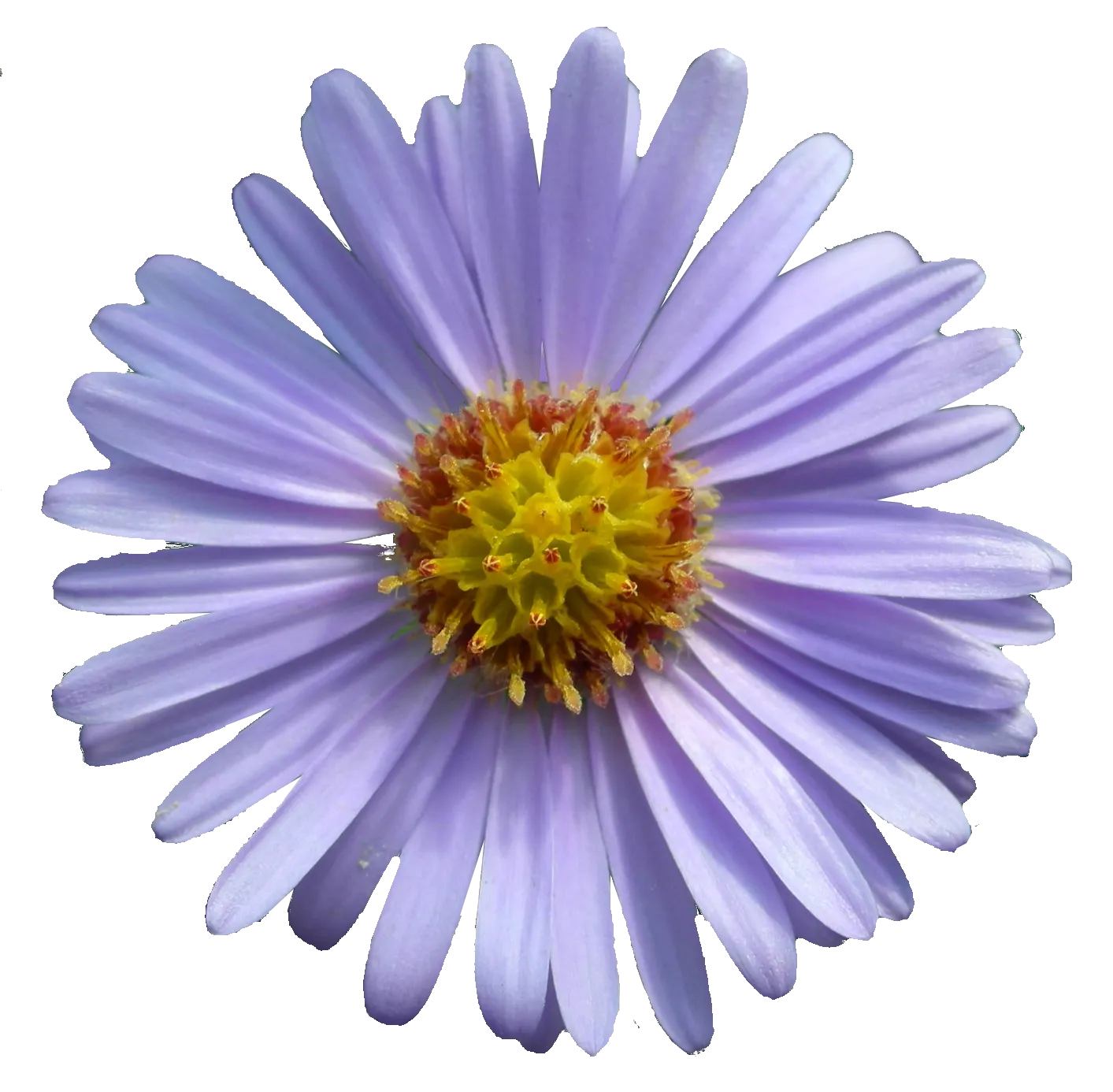 Aster Hybrids (Aster Species) — they are beloved for their profuse blooms and ease of care; and can flourish in USDA hardiness zones 4 through 8, image 81