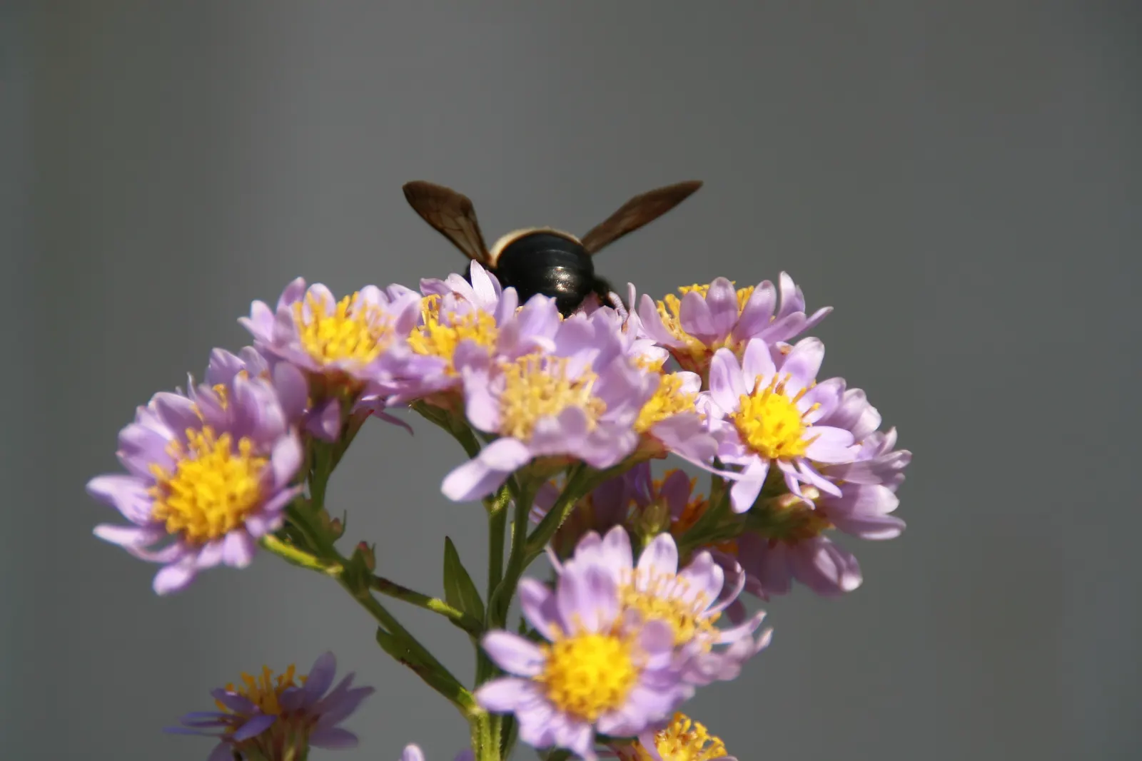Aster Hybrids (Aster Species) — Exhibiting daisy-like flowers in purples