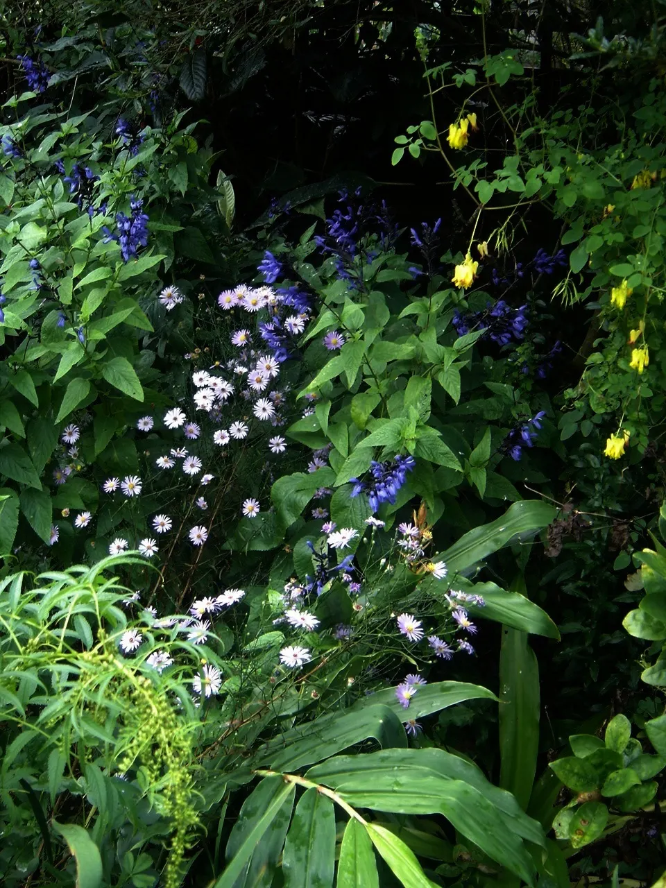 Aster Hybrids (Aster Species) — Asters are ideal for mixed borders, wildflower gardens, and as a complement to ornamental grasses; and they attract, image 73