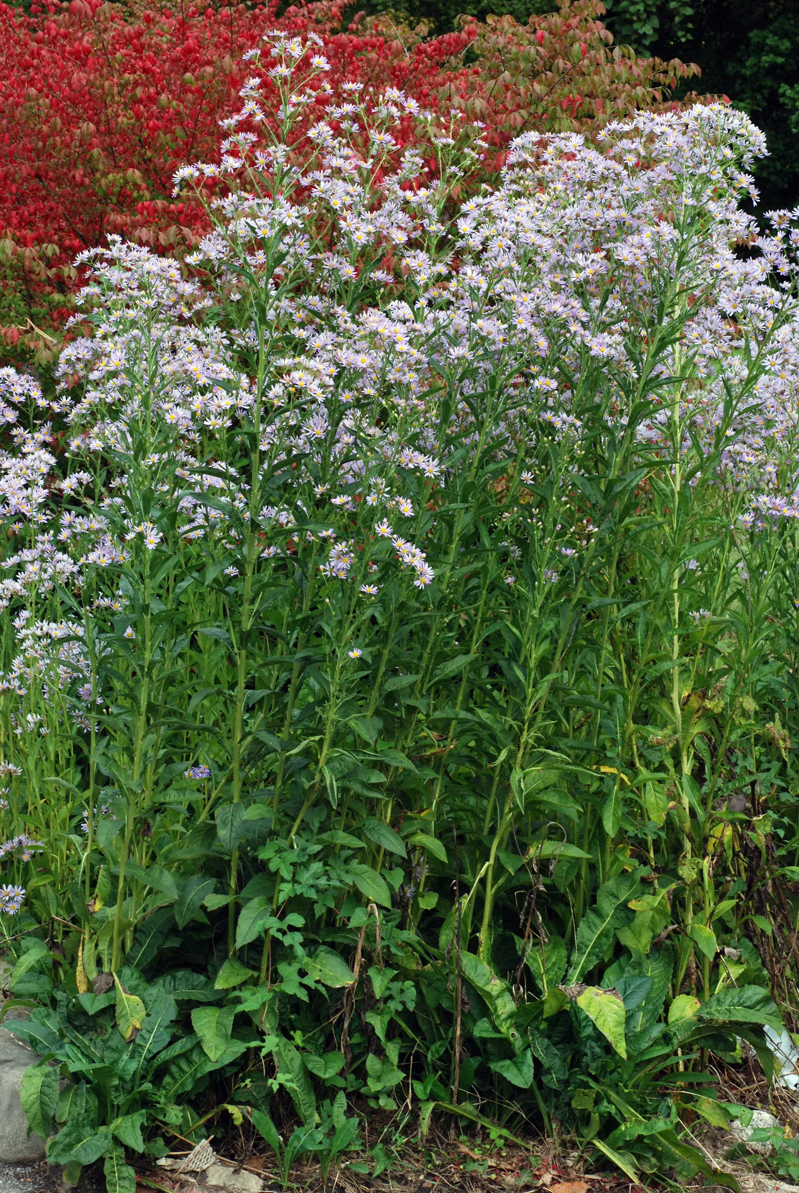 Aster Hybrids (Aster Species) — and they attract a variety of pollinators including butterflies and bees; generally resistant to drought once, image 66