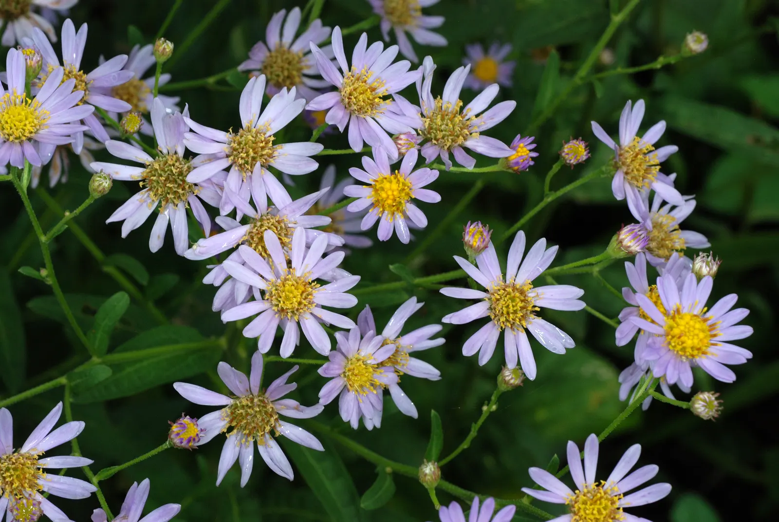 Aster Hybrids (Aster Species) — they are beloved for their profuse blooms and ease of care; and can flourish in USDA hardiness zones 4 through 8, image 55