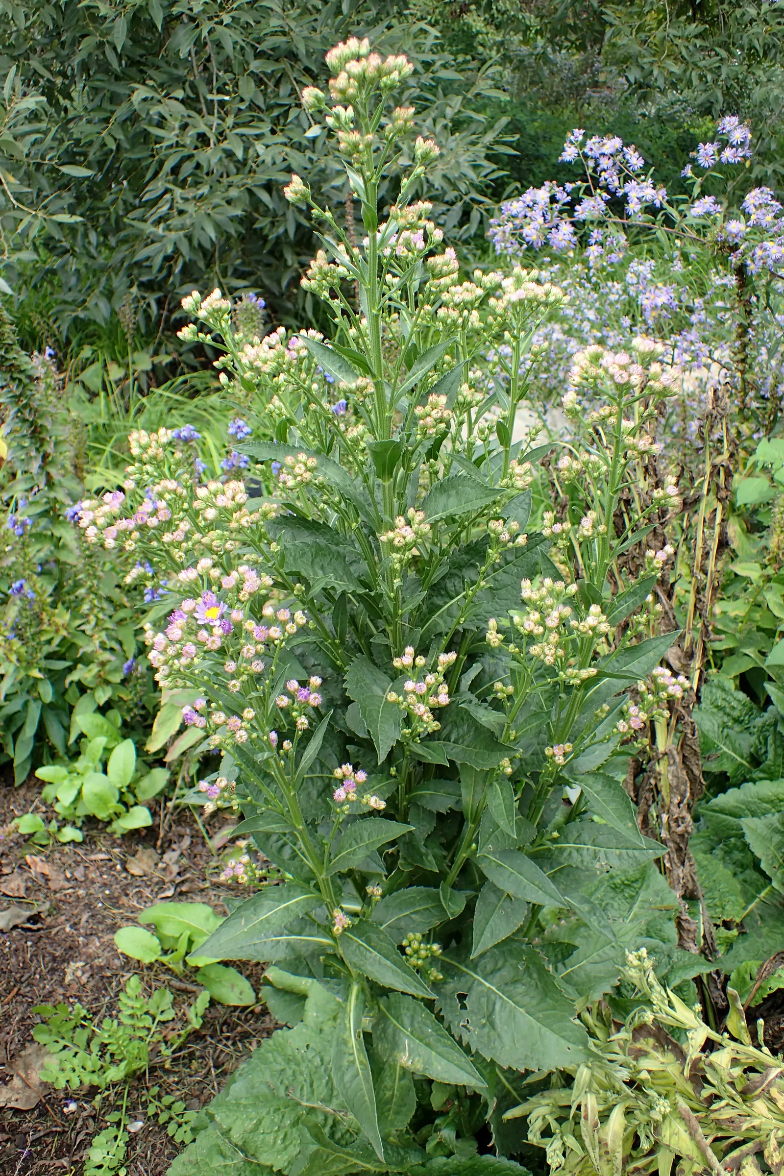 Aster Hybrids (Aster Species) — blue and lavender and multi-colored and purple and violet and white and yellow flowers in the garden