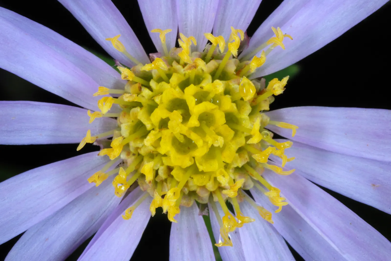 Aster Hybrids (Aster Species) — each with a distinctive yellow center; you'll provide clients with a low-maintenance, image 63