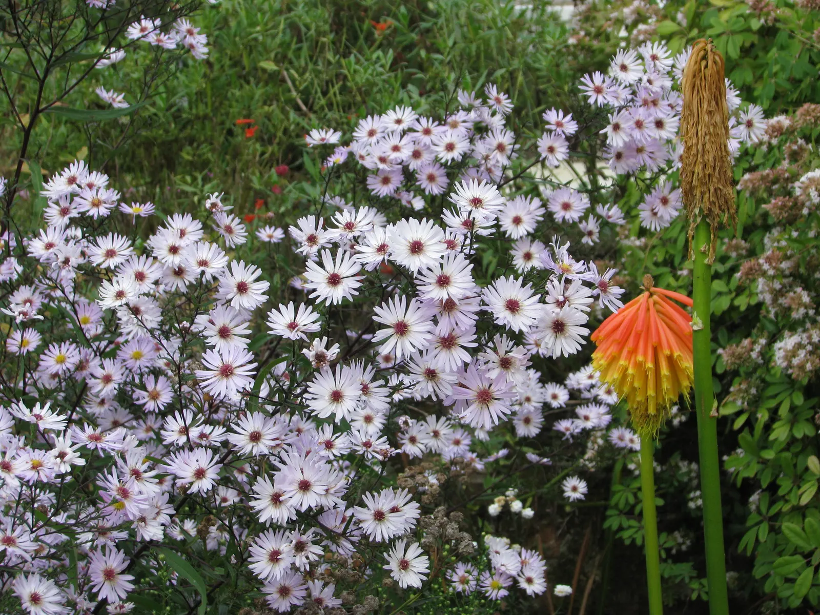 Aster Hybrids (Aster Species) — perennial with blue and lavender and multi-colored and purple and violet and white and yellow blooms; requiring at least 6
