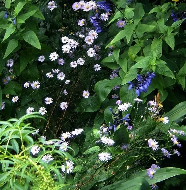 Aster Hybrids (Aster Species) — they attract butterflies and support pollinators